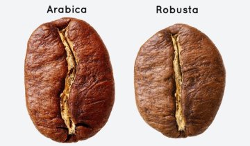 Jaký je rozdíl mezi Arabikou a Robustou?